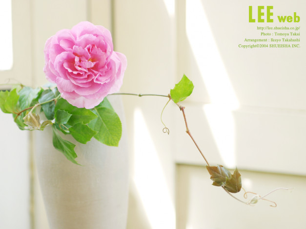 Обои картинки фото цветы