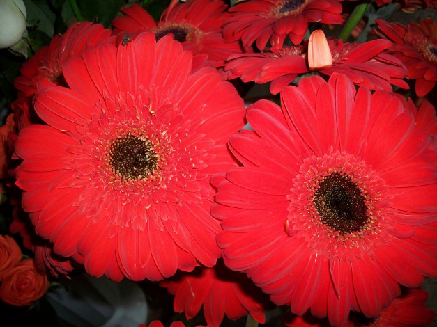 Обои картинки фото цветы, герберы