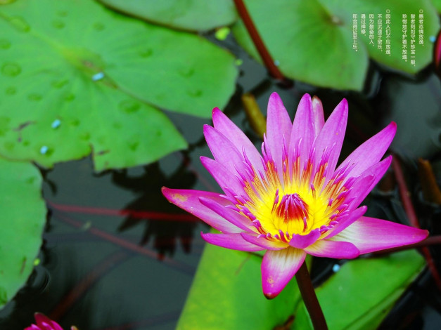 Обои картинки фото цветы, лилии, водяные, нимфеи, кувшинки