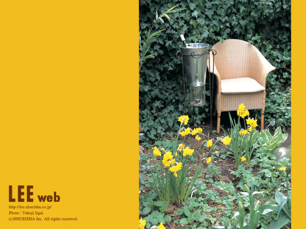 Обои картинки фото цветы, нарциссы