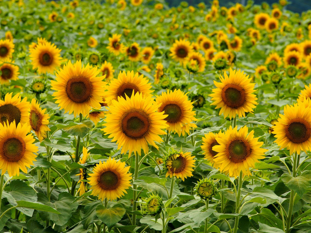 Обои картинки фото цветы, подсолнухи