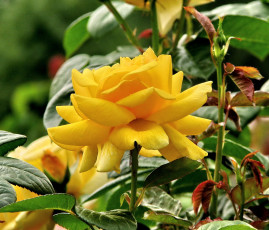 Картинка цветы розы