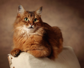 Картинка животные коты