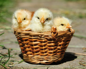 Картинка авт сотсков николай животные куры петухи