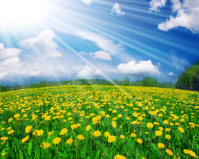 Картинка цветы одуванчики