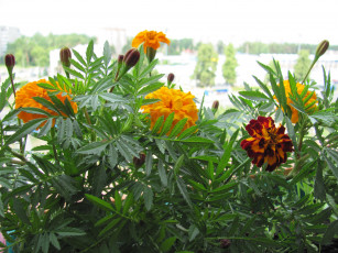 Картинка бархатцы цветы желтые желто-коричневый бутоны