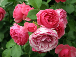 Картинка цветы розы