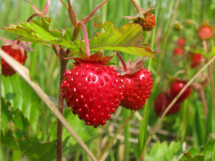 Картинка природа Ягоды