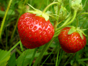 Картинка природа Ягоды клубника красный