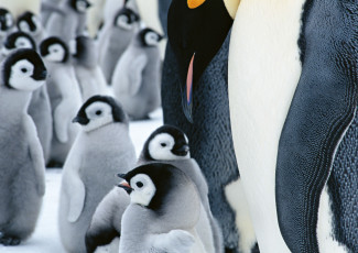 Картинка животные пингвины