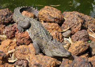 Картинка животные крокодилы хвост зубы