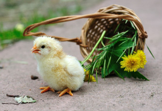 Картинка авт сотсков николай животные куры петухи