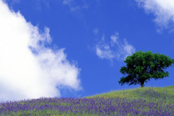 Картинка природа деревья