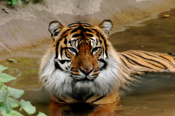 Картинка животные тигры