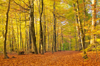 Картинка природа лес