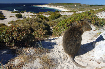 Картинка животные другое