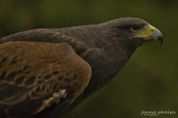 Картинка животные птицы хищники клюв хищник