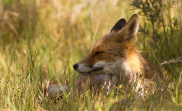 Картинка животные лисы