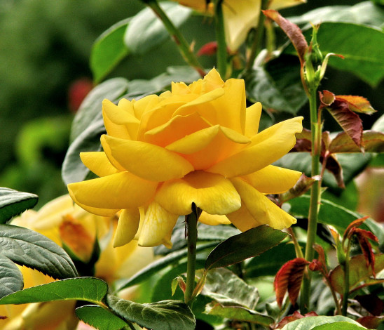 Обои картинки фото цветы, розы