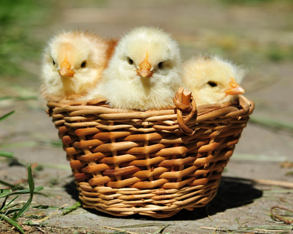 Обои картинки фото авт, сотсков, николай, животные, куры, петухи