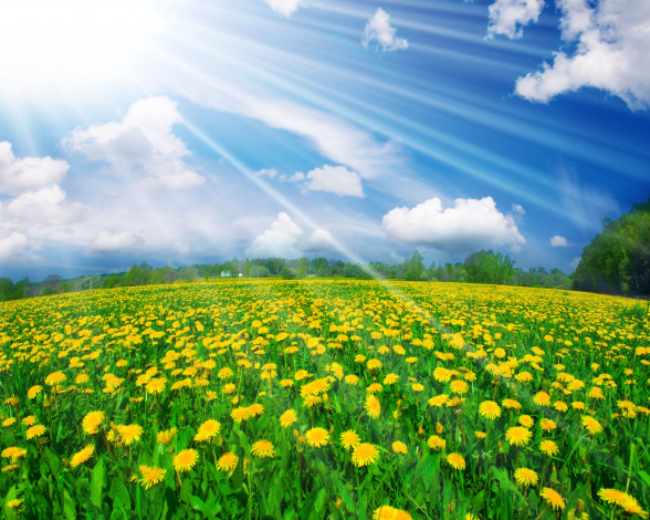 Обои картинки фото цветы, одуванчики