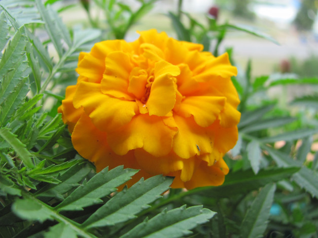 Обои картинки фото бархатцы, цветы, желтый