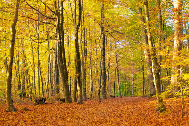 Обои картинки фото природа, лес