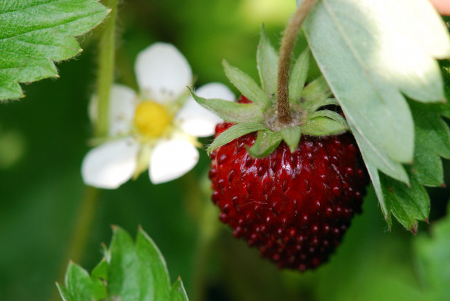 Обои картинки фото авт, сотсков, николай, природа, Ягоды, клубника