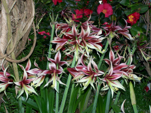 Картинка цветы амариллисы гиппеаструмы amaryllis