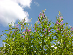 Картинка цветы облака небо лето