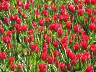 Картинка цветы тюльпаны