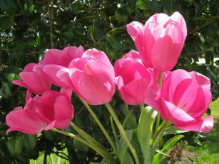 Картинка цветы тюльпаны