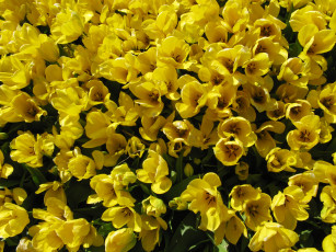 Картинка цветы тюльпаны желтые