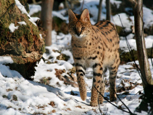 Картинка животные сервалы снег хищник