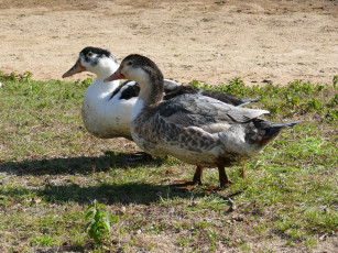 Картинка животные утки гуси