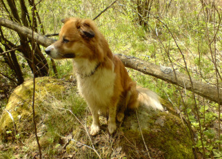 Картинка животные собаки собака