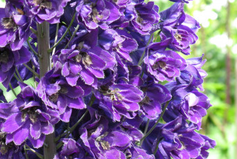 Картинка цветы дельфиниум фиолетовый