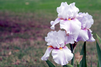 Картинка цветы ирисы сиреневый