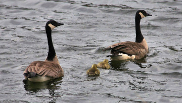 Картинка животные гуси вода