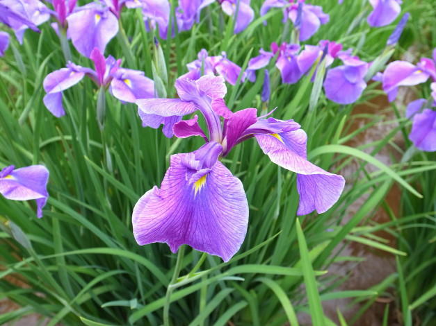 Обои картинки фото цветы, ирисы, лето