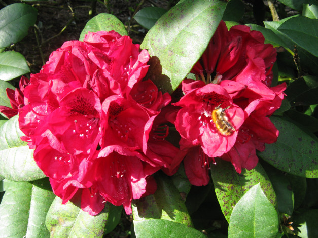 Обои картинки фото цветы, рододендроны, азалии, пчела, лепестки