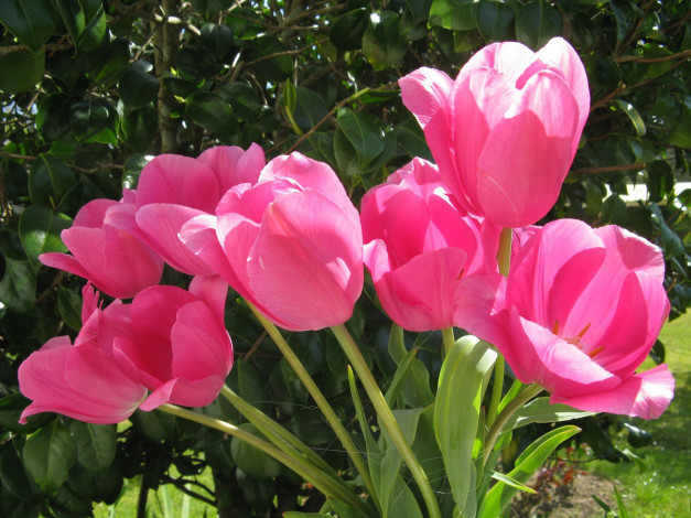 Обои картинки фото цветы, тюльпаны