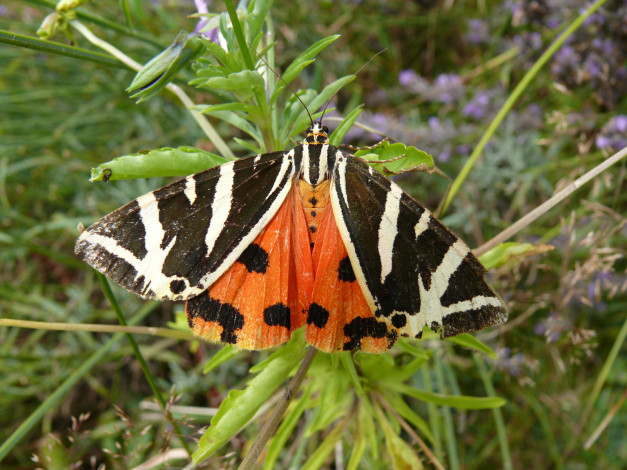 Обои картинки фото животные, бабочки, бабочка