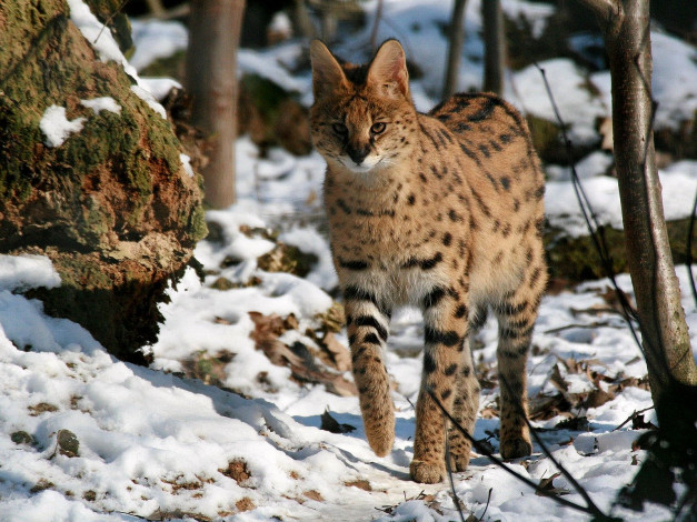 Обои картинки фото животные, сервалы, снег, хищник