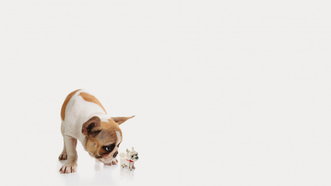 Обои картинки фото животные, собаки, собака, игрушка