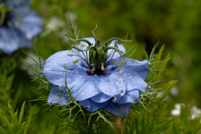 Обои картинки фото цветы, нигелла, голубой