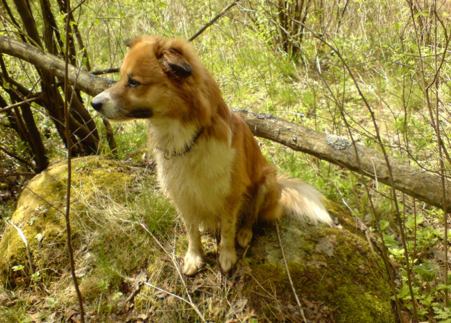 Обои картинки фото животные, собаки, собака