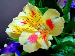 Картинка цветы альстромерия макро