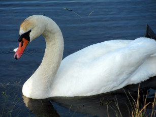 Картинка животные лебеди белый