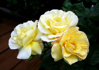 Картинка цветы розы трио